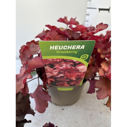 259 - FIVE VARIOUS HEUCHERA TO INCLUDE BLACK BEAUTY, BERRY TIMELESS, FOREVER PURPLE, CRANBERRY AND ART NOU... 