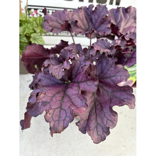 259 - FIVE VARIOUS HEUCHERA TO INCLUDE BLACK BEAUTY, BERRY TIMELESS, FOREVER PURPLE, CRANBERRY AND ART NOU... 