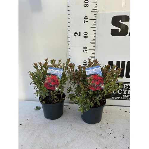 260 - TWO AZALEA JAPONICA HOTSHOT IN TWO AND A HALF LITRE POTS 40CM TALL TO BE SOLD FOR THE TWO PLUS VAT