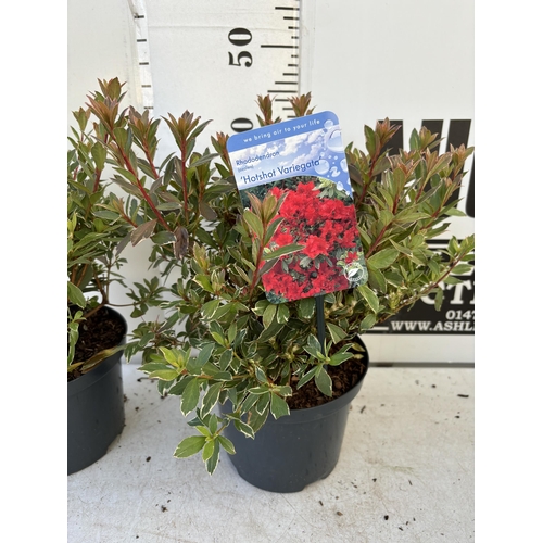 260 - TWO AZALEA JAPONICA HOTSHOT IN TWO AND A HALF LITRE POTS 40CM TALL TO BE SOLD FOR THE TWO PLUS VAT