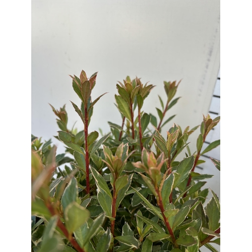 260 - TWO AZALEA JAPONICA HOTSHOT IN TWO AND A HALF LITRE POTS 40CM TALL TO BE SOLD FOR THE TWO PLUS VAT