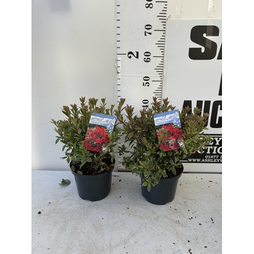 261 - TWO AZALEA JAPONICA HOTSHOT IN TWO AND A HALF LITRE POTS 40CM TALL TO BE SOLD FOR THE TWO PLUS VAT