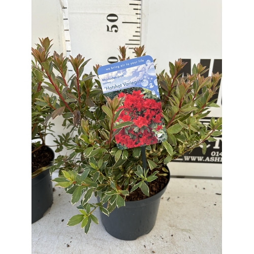 261 - TWO AZALEA JAPONICA HOTSHOT IN TWO AND A HALF LITRE POTS 40CM TALL TO BE SOLD FOR THE TWO PLUS VAT