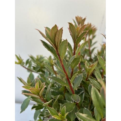 261 - TWO AZALEA JAPONICA HOTSHOT IN TWO AND A HALF LITRE POTS 40CM TALL TO BE SOLD FOR THE TWO PLUS VAT