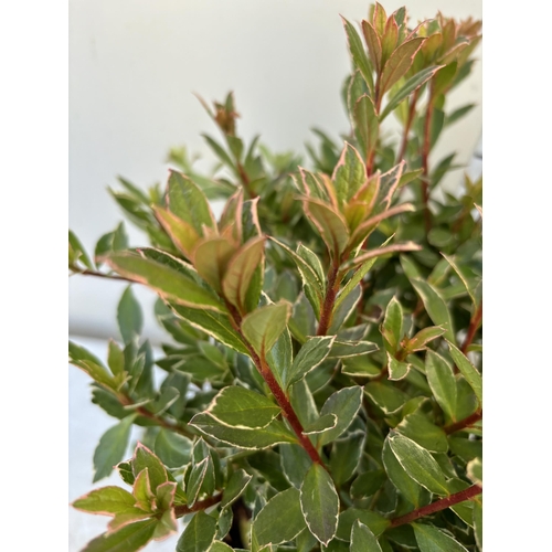 261 - TWO AZALEA JAPONICA HOTSHOT IN TWO AND A HALF LITRE POTS 40CM TALL TO BE SOLD FOR THE TWO PLUS VAT