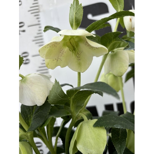 262 - TWO HELLEBOROUS ORIENTALIS IN THREE LITRE POTS 50CM TALL TO BE SOLD FOR THE TWO PLUS VAT