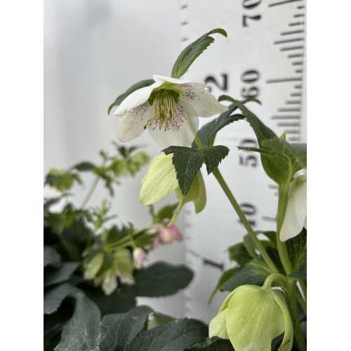 262 - TWO HELLEBOROUS ORIENTALIS IN THREE LITRE POTS 50CM TALL TO BE SOLD FOR THE TWO PLUS VAT