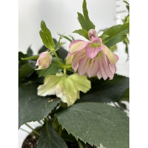 262 - TWO HELLEBOROUS ORIENTALIS IN THREE LITRE POTS 50CM TALL TO BE SOLD FOR THE TWO PLUS VAT