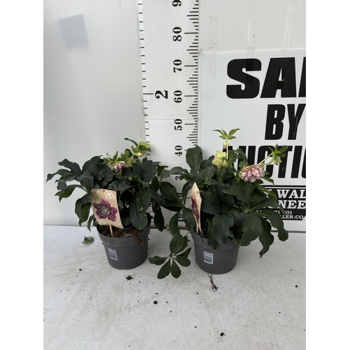 263 - TWO HELLEBOROUS ORIENTALIS IN THREE LITRE POTS 50CM TALL TO BE SOLD FOR THE TWO PLUS VAT