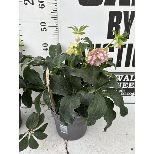 263 - TWO HELLEBOROUS ORIENTALIS IN THREE LITRE POTS 50CM TALL TO BE SOLD FOR THE TWO PLUS VAT