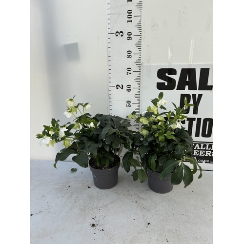 264 - TWO HELLEBOROUS ORIENTALIS IN THREE LITRE POTS 50CM TALL TO BE SOLD FOR THE TWO PLUS VAT