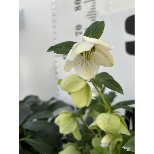 264 - TWO HELLEBOROUS ORIENTALIS IN THREE LITRE POTS 50CM TALL TO BE SOLD FOR THE TWO PLUS VAT