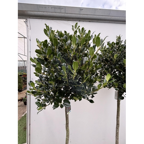 3 - A PAIR OF STANDARD ILEX AQUIFOLIUM J C VAN TOLL TREES OVER 200CM IN A 20 LITRE POT SOLD FOR THE PAIR... 