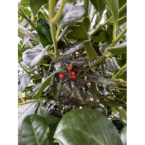 3 - A PAIR OF STANDARD ILEX AQUIFOLIUM J C VAN TOLL TREES OVER 200CM IN A 20 LITRE POT SOLD FOR THE PAIR... 