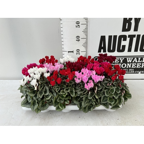 38 - TWELVE CYCLAMEN SUPER SERIES PICASSO PLANTS 21CM TO BE SOLD FOR THE TWELVE PLUS VAT