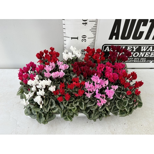 38 - TWELVE CYCLAMEN SUPER SERIES PICASSO PLANTS 21CM TO BE SOLD FOR THE TWELVE PLUS VAT