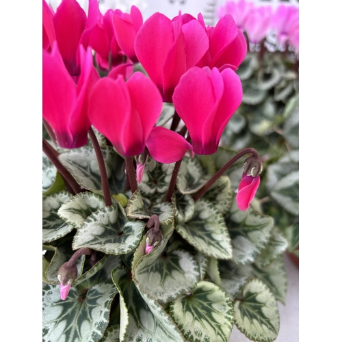 38 - TWELVE CYCLAMEN SUPER SERIES PICASSO PLANTS 21CM TO BE SOLD FOR THE TWELVE PLUS VAT