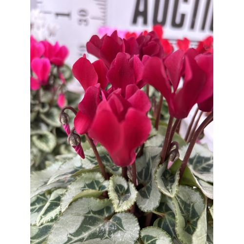 38 - TWELVE CYCLAMEN SUPER SERIES PICASSO PLANTS 21CM TO BE SOLD FOR THE TWELVE PLUS VAT