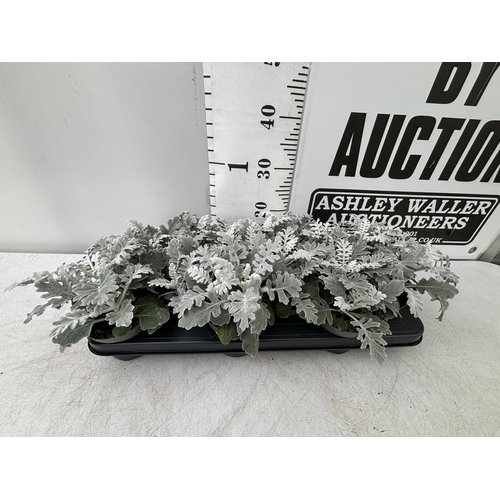 52 - TWELVE SILVER CINERARIA SENECIO MARITIMA 22CM TO BE SOLD FOR THE TWELVE PLUS VAT