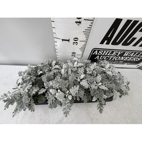 52 - TWELVE SILVER CINERARIA SENECIO MARITIMA 22CM TO BE SOLD FOR THE TWELVE PLUS VAT