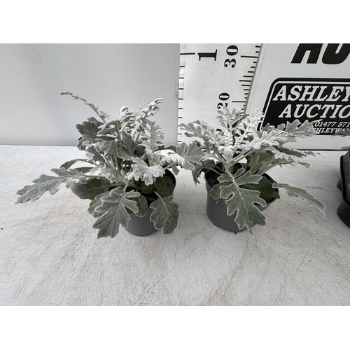 52 - TWELVE SILVER CINERARIA SENECIO MARITIMA 22CM TO BE SOLD FOR THE TWELVE PLUS VAT