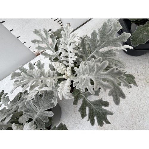 52 - TWELVE SILVER CINERARIA SENECIO MARITIMA 22CM TO BE SOLD FOR THE TWELVE PLUS VAT