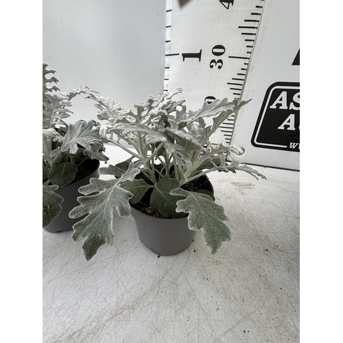 52 - TWELVE SILVER CINERARIA SENECIO MARITIMA 22CM TO BE SOLD FOR THE TWELVE PLUS VAT