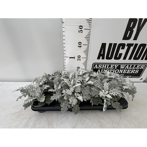 59 - TWELVE SILVER CINERARIA SENECIO MARITIMA 22CM TO BE SOLD FOR THE TWELVE PLUS VAT