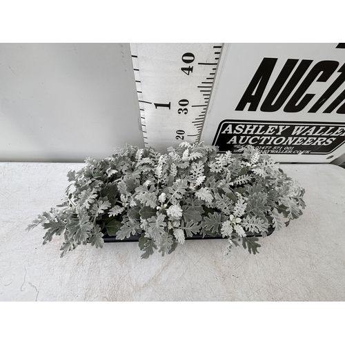 59 - TWELVE SILVER CINERARIA SENECIO MARITIMA 22CM TO BE SOLD FOR THE TWELVE PLUS VAT