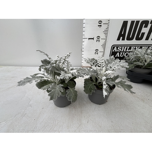 59 - TWELVE SILVER CINERARIA SENECIO MARITIMA 22CM TO BE SOLD FOR THE TWELVE PLUS VAT