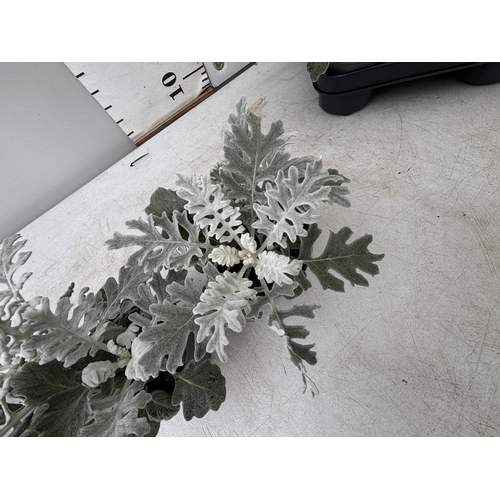 59 - TWELVE SILVER CINERARIA SENECIO MARITIMA 22CM TO BE SOLD FOR THE TWELVE PLUS VAT