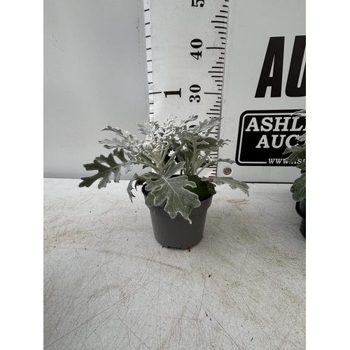 59 - TWELVE SILVER CINERARIA SENECIO MARITIMA 22CM TO BE SOLD FOR THE TWELVE PLUS VAT