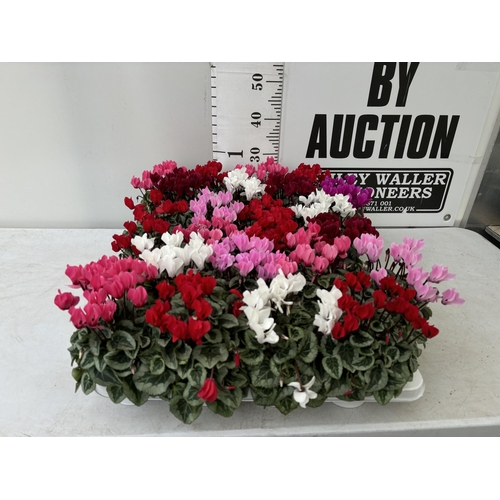 61 - TWENTY FOUR CYCLAMEN SUPER SERIES PICASSO PLANTS 21CM TO BE SOLD FOR THE TWENTY FOUR PLUS VAT