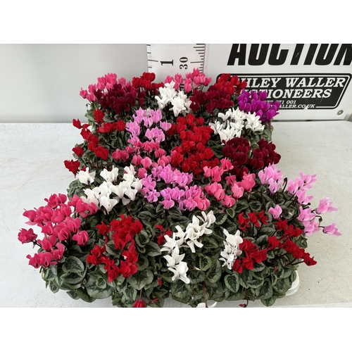 61 - TWENTY FOUR CYCLAMEN SUPER SERIES PICASSO PLANTS 21CM TO BE SOLD FOR THE TWENTY FOUR PLUS VAT