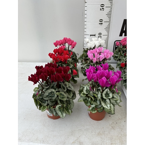 61 - TWENTY FOUR CYCLAMEN SUPER SERIES PICASSO PLANTS 21CM TO BE SOLD FOR THE TWENTY FOUR PLUS VAT