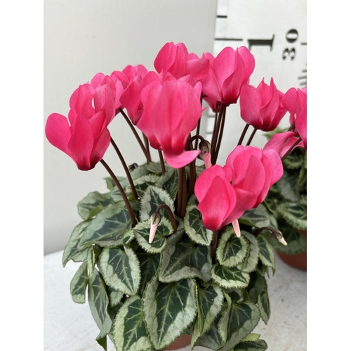 61 - TWENTY FOUR CYCLAMEN SUPER SERIES PICASSO PLANTS 21CM TO BE SOLD FOR THE TWENTY FOUR PLUS VAT