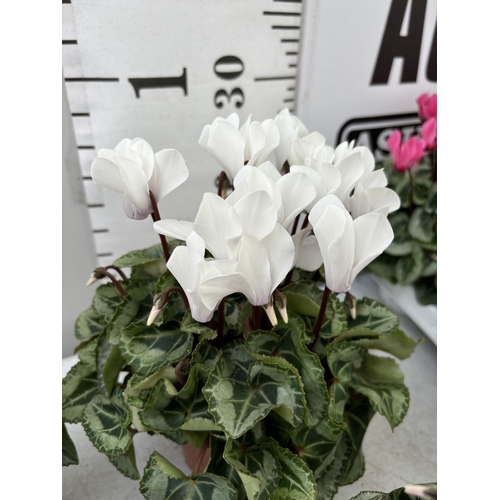 61 - TWENTY FOUR CYCLAMEN SUPER SERIES PICASSO PLANTS 21CM TO BE SOLD FOR THE TWENTY FOUR PLUS VAT