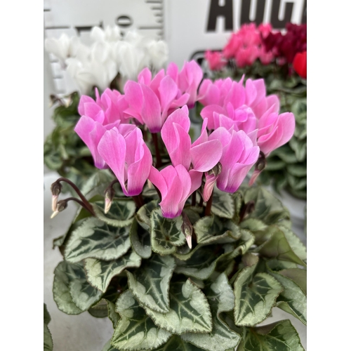 61 - TWENTY FOUR CYCLAMEN SUPER SERIES PICASSO PLANTS 21CM TO BE SOLD FOR THE TWENTY FOUR PLUS VAT