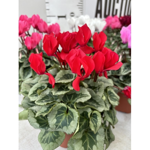 61 - TWENTY FOUR CYCLAMEN SUPER SERIES PICASSO PLANTS 21CM TO BE SOLD FOR THE TWENTY FOUR PLUS VAT