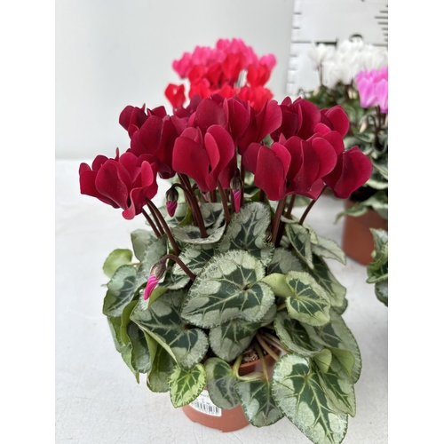 61 - TWENTY FOUR CYCLAMEN SUPER SERIES PICASSO PLANTS 21CM TO BE SOLD FOR THE TWENTY FOUR PLUS VAT