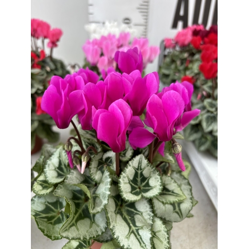 61 - TWENTY FOUR CYCLAMEN SUPER SERIES PICASSO PLANTS 21CM TO BE SOLD FOR THE TWENTY FOUR PLUS VAT