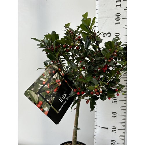 78 - A PAIR STANDARD ILEX BLUE MAID WITH BERRIES TREES 85CM TALL IN A 6 LITRE POT TO BE SOLD FOR THE TWO ... 