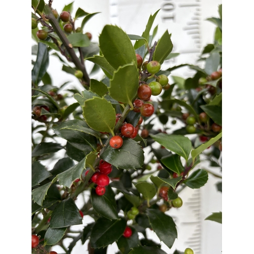 78 - A PAIR STANDARD ILEX BLUE MAID WITH BERRIES TREES 85CM TALL IN A 6 LITRE POT TO BE SOLD FOR THE TWO ... 