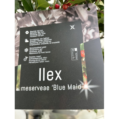 78 - A PAIR STANDARD ILEX BLUE MAID WITH BERRIES TREES 85CM TALL IN A 6 LITRE POT TO BE SOLD FOR THE TWO ... 