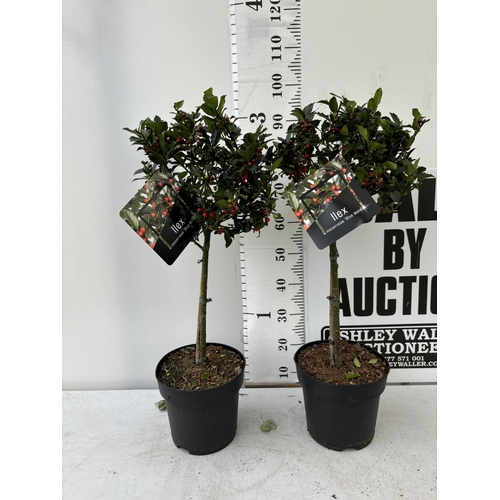 8 - A PAIR STANDARD ILEX BLUE MAID WITH BERRIES TREES 85CM TALL IN A 6 LITRE POT TO BE SOLD FOR THE TWO ... 