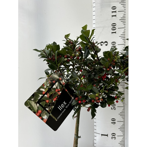 8 - A PAIR STANDARD ILEX BLUE MAID WITH BERRIES TREES 85CM TALL IN A 6 LITRE POT TO BE SOLD FOR THE TWO ... 