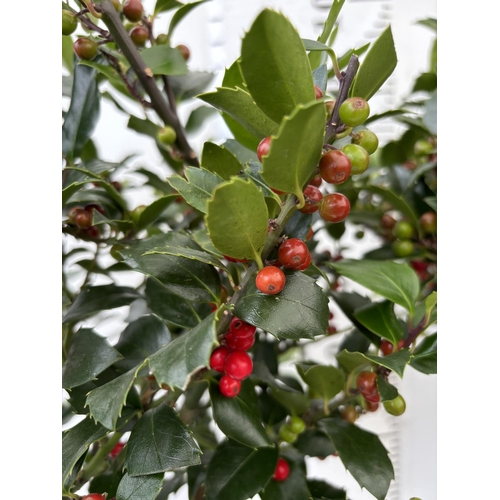 8 - A PAIR STANDARD ILEX BLUE MAID WITH BERRIES TREES 85CM TALL IN A 6 LITRE POT TO BE SOLD FOR THE TWO ... 