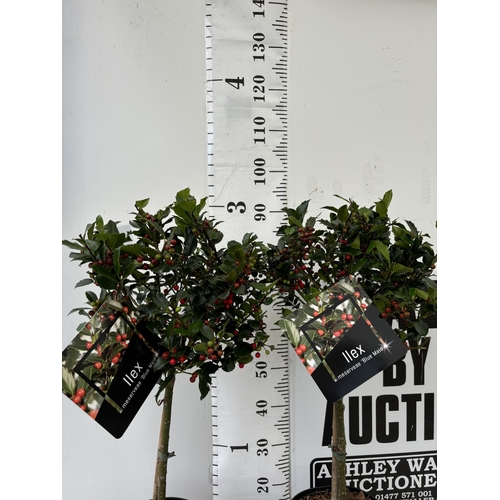 8 - A PAIR STANDARD ILEX BLUE MAID WITH BERRIES TREES 85CM TALL IN A 6 LITRE POT TO BE SOLD FOR THE TWO ... 