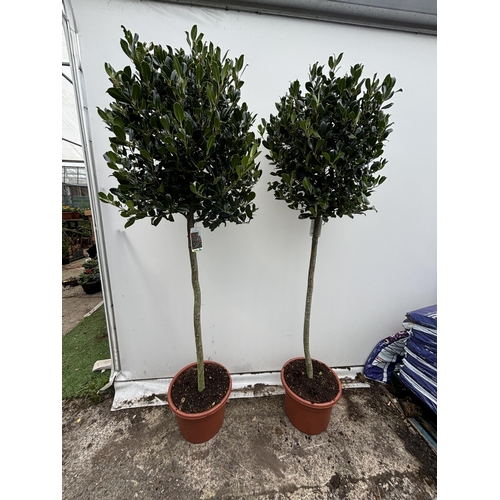 3 - A PAIR OF STANDARD HOLLY ILEX AQUIFOLIUM J C VAN TOLL TREES OVER 200CM IN A 20 LITRE POT TO BE SOLD ... 