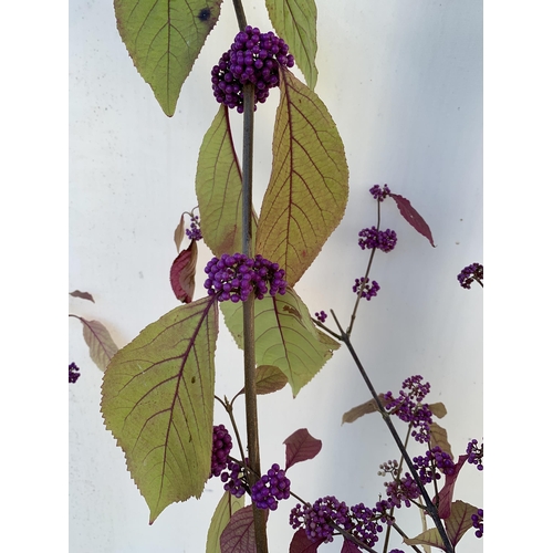 27 - TWO PURPLE CALLICARPA STANDARD TREES BODINIERI PROFUSION IN 4 LTR POTS 140-150CM IN HEIGHT TO BE SOL... 